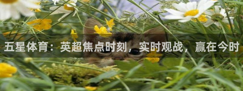 833足球视频直播：五星体育：英超焦点时刻，实时观战，赢在今时