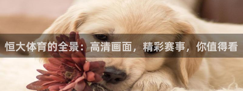 833足球赛事直播：恒大体育的全景：高清画面，精彩赛事，你值得看