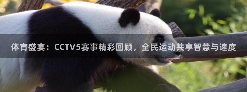 足球833直播免费观看直播：体育盛宴：CCTV5赛事精彩回顾，全民运动共享智慧与速度